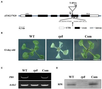 A Novel Chloroplast Protein RNA Processing 8 Is Required for the Expression of Chloroplast Genes and Chloroplast Development in Arabidopsis thaliana